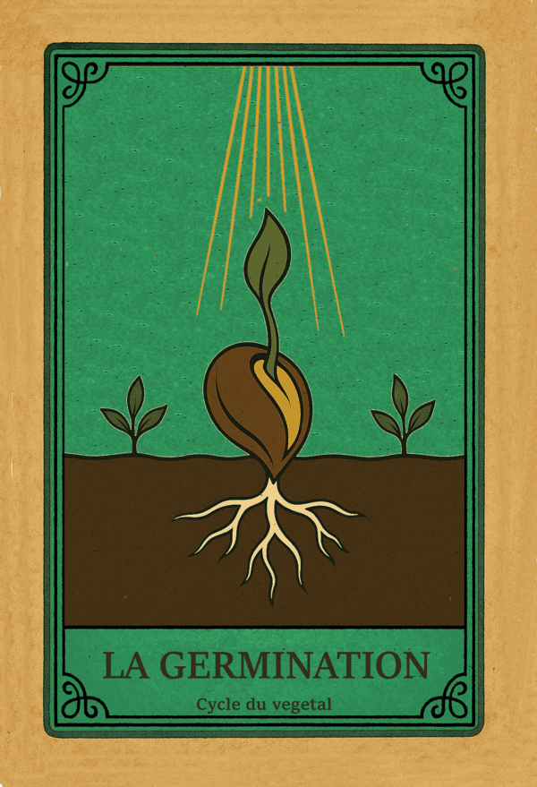 Germination